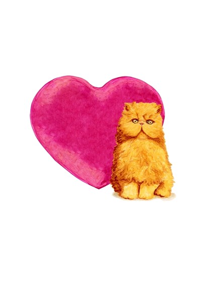 Animals: Schnauzer Birthday