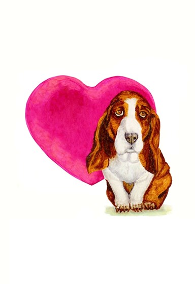 Animals: Schnauzer Birthday