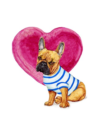 Animals: Schnauzer Birthday